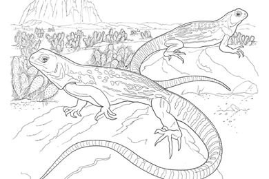 Iguana Free Printable Adult Coloring Pages   Wallpapers HD   Muscle ...
