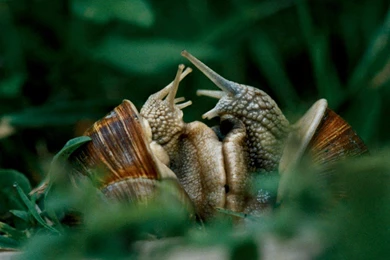 Animals   Adult Brown Garden Snails   Free Desktop Wallpaper s