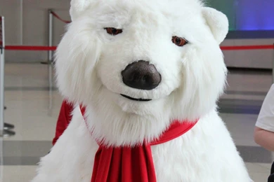 Coca Cola Polar Bear   Bing Images