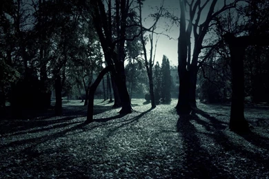 Forest Shadows Wallpapers