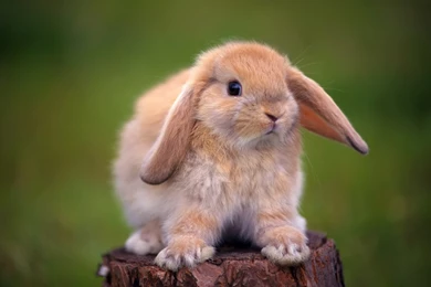 Cute Rabbit Wallpapers Full HD
