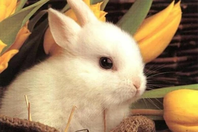 Cute Rabbit Wallpapers ~ Funny Wallpapers