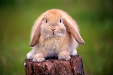 Cute Rabbit Wallpapers Mobile