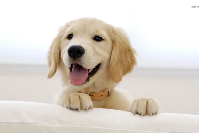 Golden Retriever Puppy Wallpapers   Animal Wallpapers