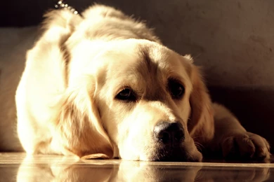 Hd Golden Retriever Wallpapers Download