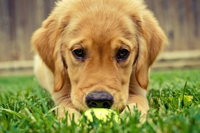 Golden Retriever Computer Wallpapers, Desktop Backgrounds ...