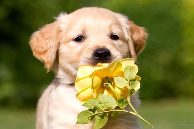 Golden Retriever Puppies Wallpapers Hd 29 Desktop Wallpapers ...