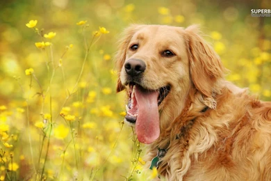 Tired Golden Retriever Wallpapers   Animal Wallpapers