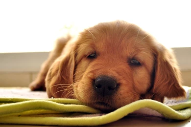 The Gallery For   > Golden Retriever Wallpapers Hd