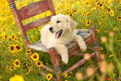 High quality Desktop Wallpapers, Beautiful Smiling Golden ...