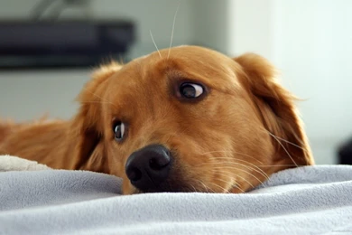 Cute Pictures Of Golden Retriever Puppies   Desktop Backgrounds