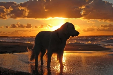 Golden Retriever Wallpapers   The Dog Wallpapers   Best The Dog ...