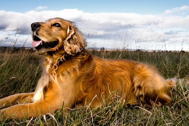Wallpaper, Golden, Retriever, Desktop, Desktopia, Birds, Puppies ...