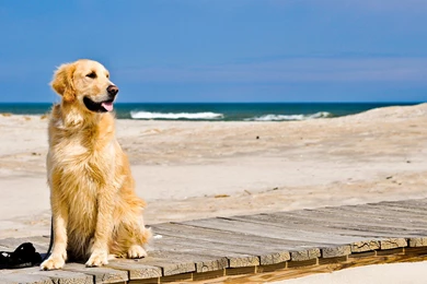 Desktop Hd Images Of A Golden Retriever Dog