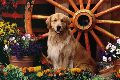 Golden Retriever Wallpapers HD Download