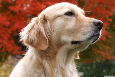 Thoughtful Golden Retriever HD Desktop Wallpapers : High Definition ...