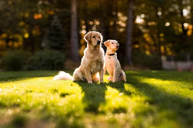 Desktop hd pics of golden retriever dogs.jpg