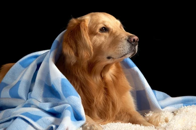 Golden Retriever Computer Wallpapers, Desktop Backgrounds ...