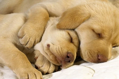 Desktop Picture Of A Golden Retriever Dog