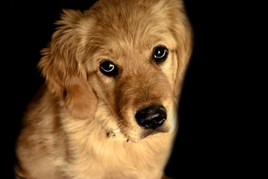 Golden Retriever Wallpapers   Animal Wallpapers