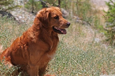 Golden Retriever Dog HD Desktop Wallpapers : High Definition : Mobile