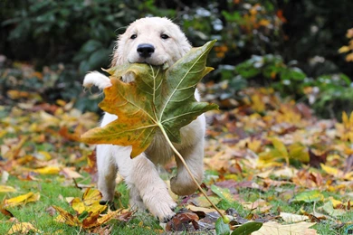 Download Wallpapers Golden Retriever Puppy (1920 X 1200 Widescreen ...
