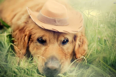 Golden Retriever With A Cowboy Hat Wallpapers   Animal Wallpapers ...