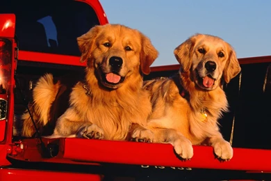 Golden Retriever Computer Wallpapers, Desktop Backgrounds ...