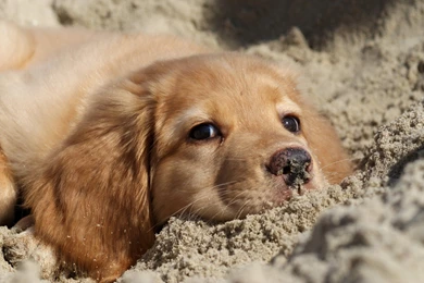 Animals, Dogs, Puppy, Golden, Retriever, Dog, Top, Full, Hd ...