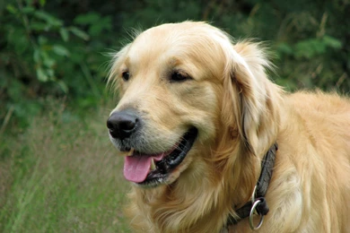 HD Golden Retriever Dog Wallpapers Free Downloads