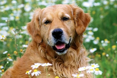 Golden_retriever_desktop_wallpaper 800x600.jpg