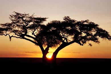 Sunset Tree Wallpaper.jpg