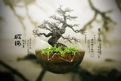 Bonsai Tree Wallpapers
