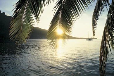 Palm Tree Desktop Wallpapers