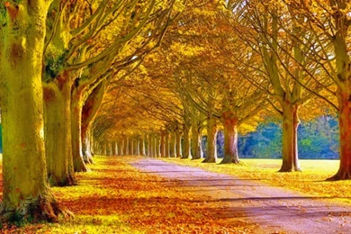 859 Fall HD Wallpapers