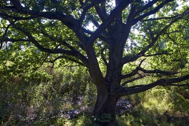 Sunlit Oak Wallpapers