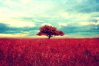 Red Tree Desktop Wallpapers