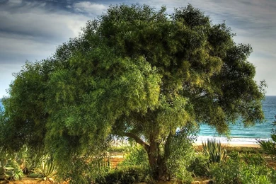 Japan: Single Tree, Green Tree Wallpeprs For Desktop Backgrounds Free