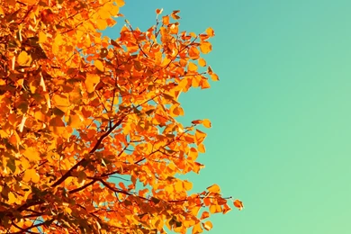 Vintage Fall Wallpapers