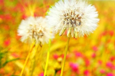 Spring Dandelions HD Desktop Wallpapers : Widescreen : High ...
