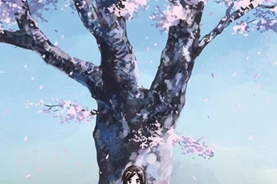 Cherry Blossom Wallpapers   640x1136