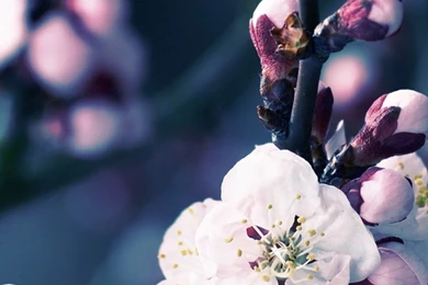 Apple iPhone 6s Wallpapers With Cherry Blossom Flower