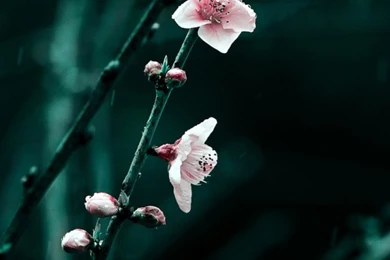 Spring Wallpapers For iPhone 5