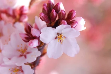 5c Wallpapers Size   Free Download Iphone 5 Hd Wallpapers 640x1136 ...