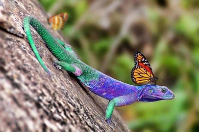 Amazing HD Wallpapers Free Download HD Wallpapers Desktop ...