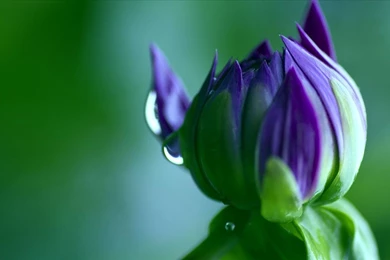 Amazing Macro Widescreen Wallpapers18.jpg