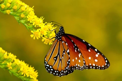 Monarch Butterflies On Flowers Butter.jpg