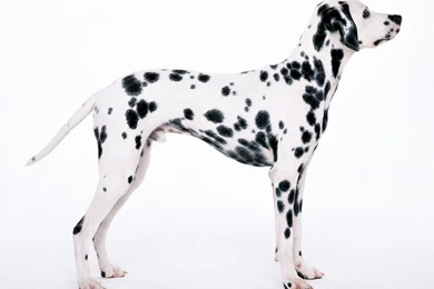 Free Wallpapers   Free Animal Wallpapers   Dalmatian Wallpapers ...
