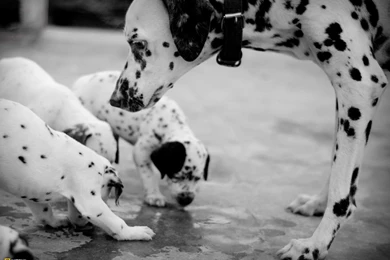 34767_1600x1200 wallpaper cb1303240827.jpg