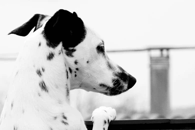 Dalmatian Wallpapers